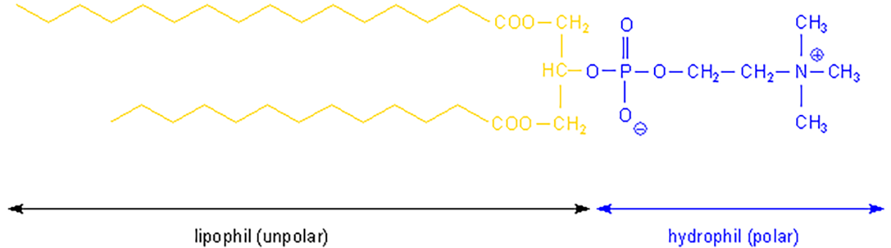 Lecithin